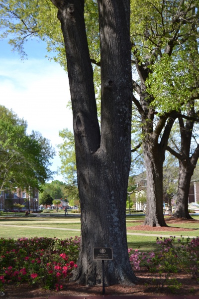 File:Thomas J. Smith, Jr. Tree 1.JPG