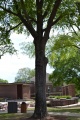 Reynolds Middleton Tree 2.JPG