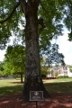 Fred Aiken Tree 2.JPG