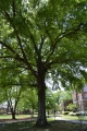Ray Barnett Tree 1.JPG