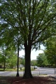 Troy O. Deere Tree 1.JPG
