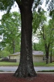 Fred Aiken Tree 3.JPG