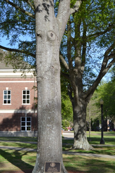 File:Charles M. Frizzell Tree 3.JPG