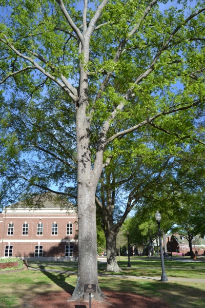 File:Charles M. Frizzell Tree 1.JPG