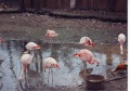 Flamingoes-zoo.jpg