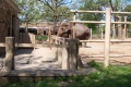 Zoo-elephants.jpg