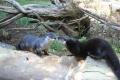 Zoo-otters.JPG